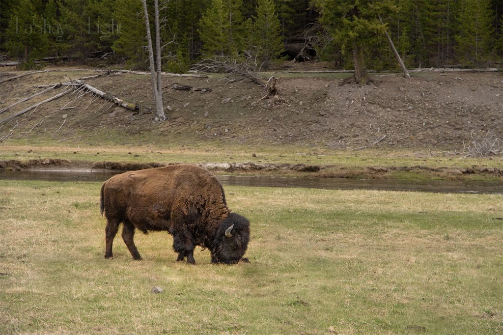 buffalo grazing in a meadow in yellowstone national park