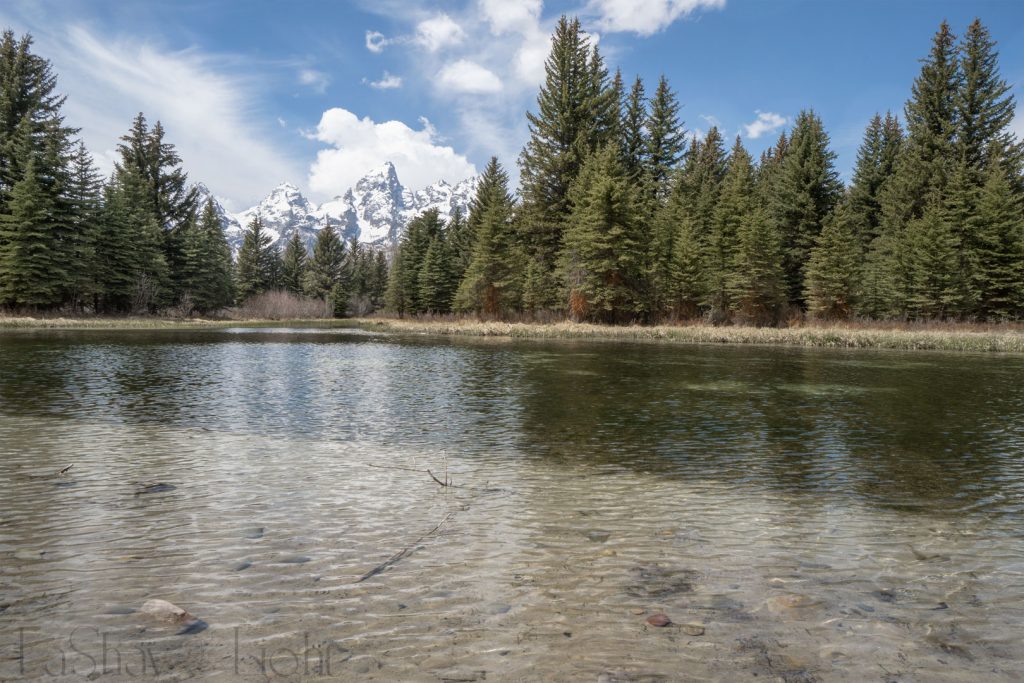 view of grand tetons by a lake with pine trees